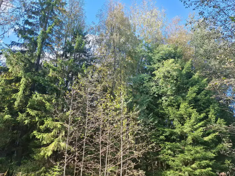 Terrain forestier ~1,08 ha + place RA Saikkalanjoki, bâtiments à démolir — Häijää / Sastamala — 2