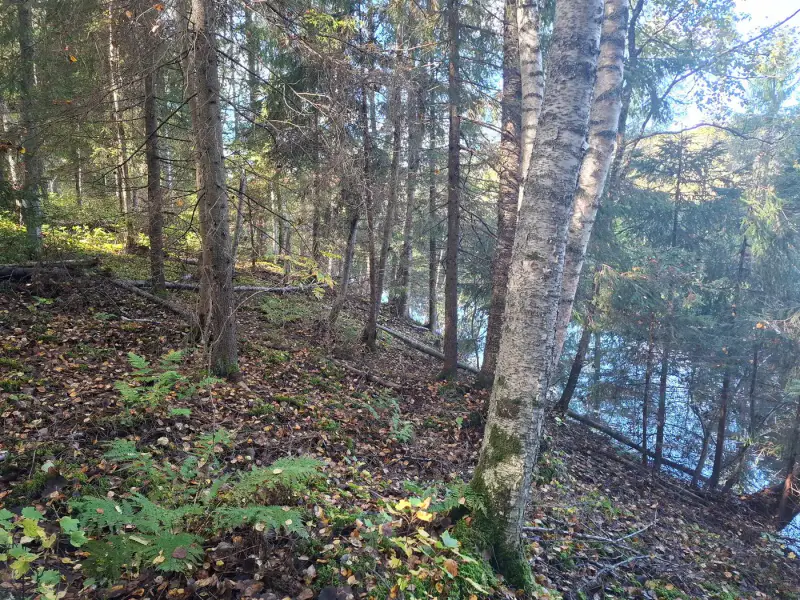 Terrain forestier ~1,08 ha + place RA Saikkalanjoki, bâtiments à démolir — Häijää / Sastamala — 6