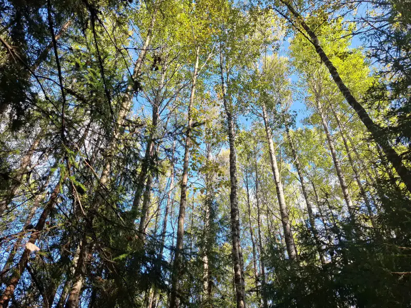 Terrain forestier ~1,08 ha + place RA Saikkalanjoki, bâtiments à démolir — Häijää / Sastamala — 4