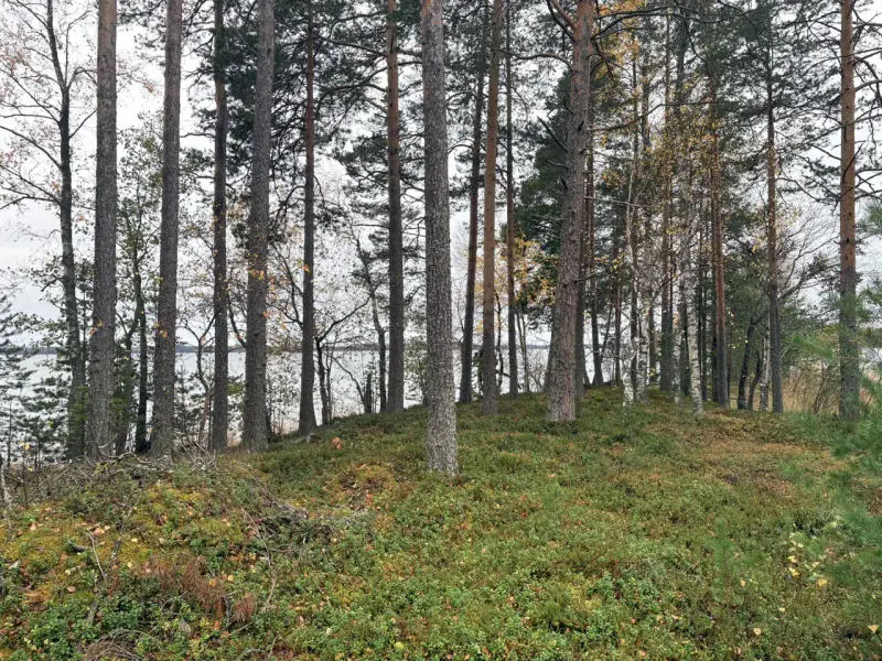 Hirsimökki ~41–51 m² sans électricité sur pointe de presqu’île, 3 860 m² et rive privée Puruvesi — Kerimäki / Savonlinna — 7