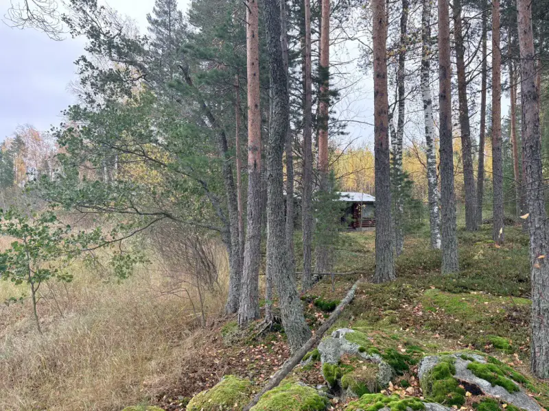 Hirsimökki ~41–51 m² sans électricité sur pointe de presqu’île, 3 860 m² et rive privée Puruvesi — Kerimäki / Savonlinna — 15