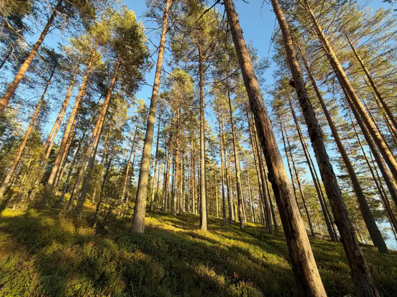 Ensemble Saimaa ~3,9 ha + plage sable, mökki 88 m² (1981) — Pietolansaari / Savonlinna — 16