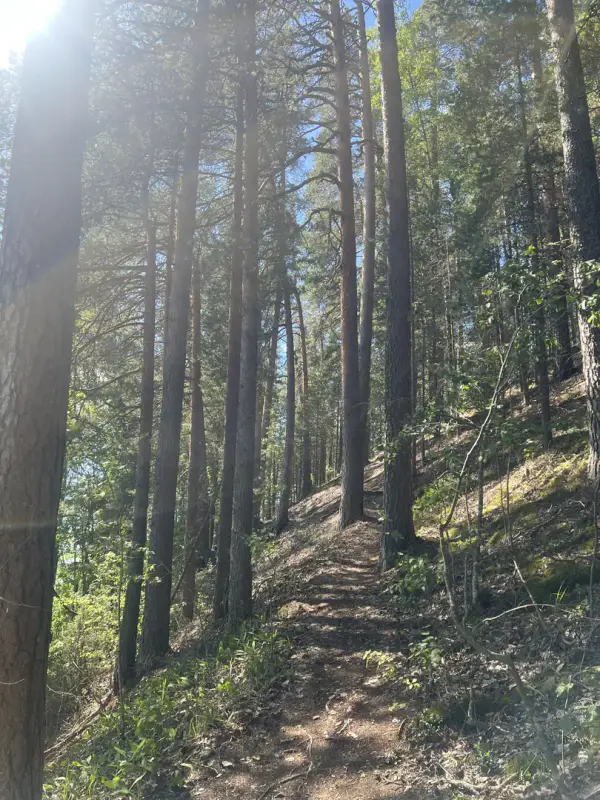 Terrain constructible de 3 732 m² (335 m² à bâtir) avec plage de sable privée sur le Pihlajavesi — Punkaharju / Savonlinna — 13