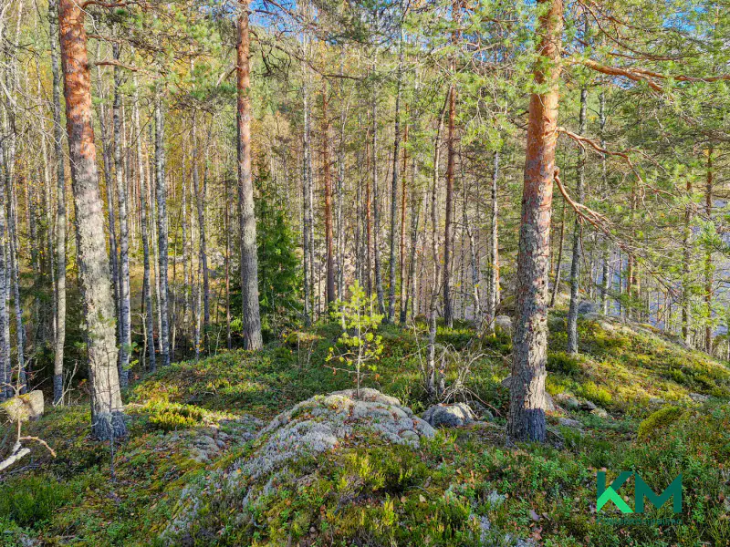 Terrain constructible ~1,01 ha et ~130 m de rive Pyyvesi — Savonranta / Savonlinna — 14
