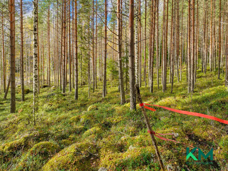 Terrain constructible ~1,01 ha et ~130 m de rive Pyyvesi — Savonranta / Savonlinna — 13