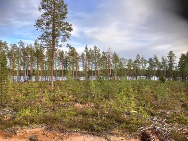 Terrain vacant ~8 767 m², rive sable Hossanjärvi — près parc Hossa — 7