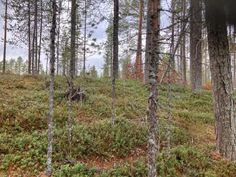 Terrain vacant ~8 767 m², rive sable Hossanjärvi — près parc Hossa — 9