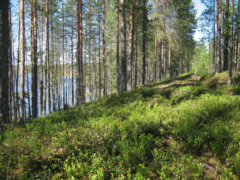 Terrain vacant 4 820 m², rive Merkkivirta (Hietajärvi) — Suomussalmi — 5