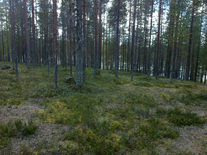 Terrain vacant 4 820 m², rive Merkkivirta (Hietajärvi) — Suomussalmi — 9