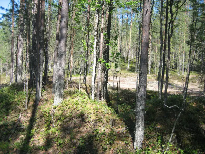 Terrain vacant 4 820 m², rive Merkkivirta (Hietajärvi) — Suomussalmi — 7