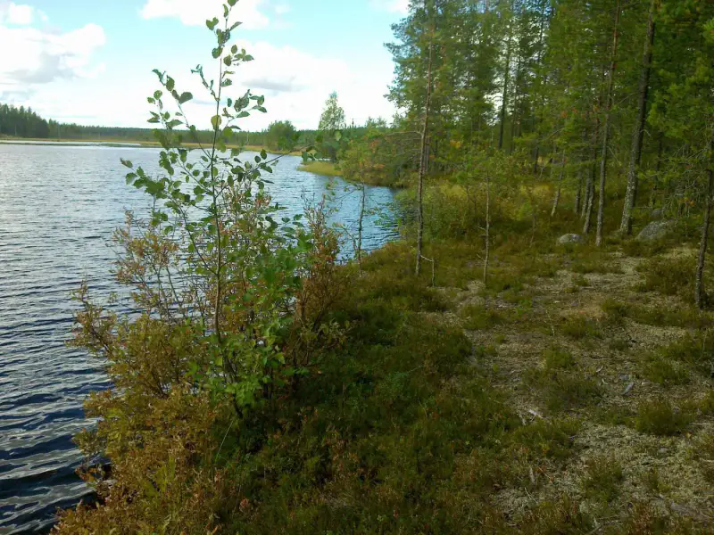 Terrain vacant 4 820 m², rive Merkkivirta (Hietajärvi) — Suomussalmi — 6