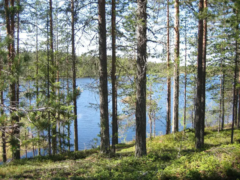 Terrain vacant 4 820 m², rive Merkkivirta (Hietajärvi) — Suomussalmi — 3