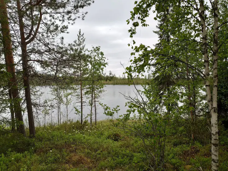 Terrain de loisirs constructible de 6 045 m², rive privée exposée sud-ouest sur le Jokijärvi — Murhiperä / Taivalkoski — 8