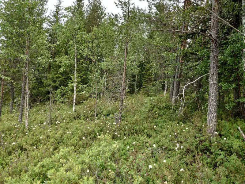 Terrain de loisirs constructible de 6 045 m², rive privée exposée sud-ouest sur le Jokijärvi — Murhiperä / Taivalkoski — 7