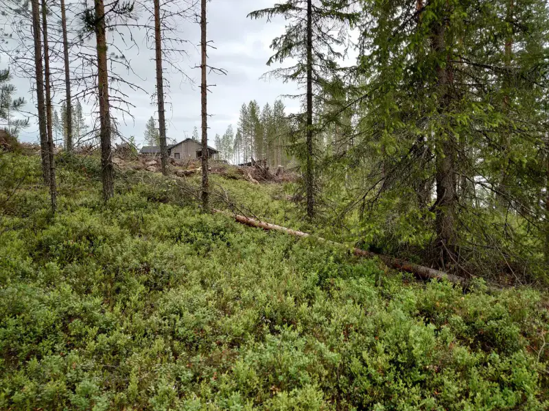 Terrain de loisirs constructible de 6 045 m², rive privée exposée sud-ouest sur le Jokijärvi — Murhiperä / Taivalkoski — 9