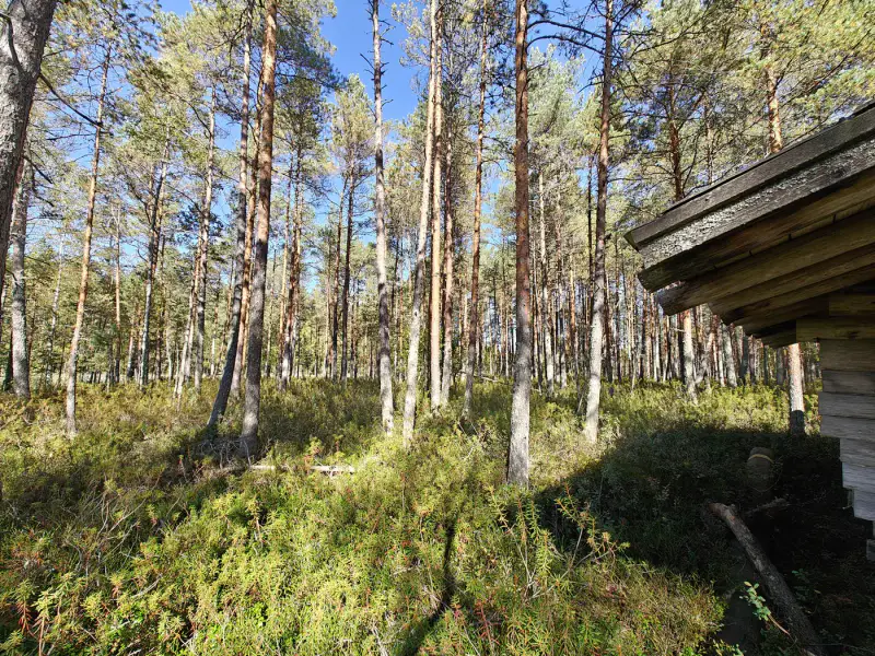 Erämökki rondins ~25 m² (1994), 5 000 m², ~120 m rive Kiikkisjärvi — Tampere — 12