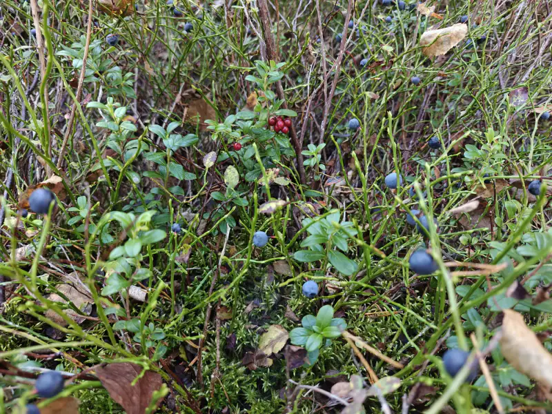 Erämökki rondins ~25 m² (1994), 5 000 m², ~120 m rive Kiikkisjärvi — Tampere — 17