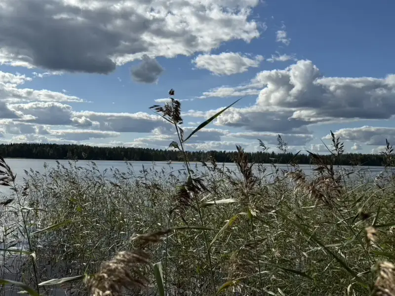 Terrain ~5,39 ha + 100 m rive ouest Näsijärvi, droits 170 m² ; bâti à démolir — Kapee — 4