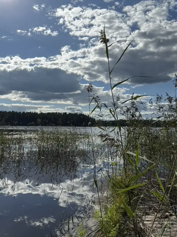 Terrain ~5,39 ha + 100 m rive ouest Näsijärvi, droits 170 m² ; bâti à démolir — Kapee — 12